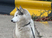 Siberian Husky Dog Available