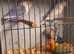 Opaline Lovebirds