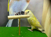 Split grey love bird