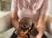 Miniature dachshund