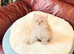 Ready to go beautiful Persian kittens