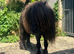 Registered Shetland stallion