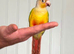 Pineapple Green Cheeked Conure
