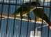 Baby conure Glasgow