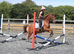 Chiddock Timeline 13.2h Gelding Allrounder