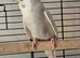 Budgie (female)