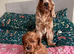 Cockapoo red female pup