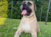 Boerboel Mastiff