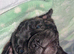 French bulldog cross pug