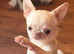 VERY SAD SALE – TINY 1.9KG SMOOTH-COAT CHIHUAHUA GIRL – BEAUTIFUL GREEN EYES & SUCH A LOVING LITTLE GIR