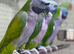 Derbyan parrot