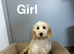 Caramel adorable litter of girls and boy available