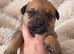 Gorgeous Blue & Brindle Mixed Breed Puppies