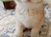 Beautiful fluffy teddy Golden and Silver pointed British Shorthair kittens
