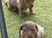 STOP SCROLLING! ADORABLE DACHSHUND PUPPIES AVAILABLE