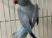Stunning blue Indian Ringnack parrot