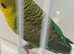 Opaline Blackwing cock ring number 005 RED RING 2024 bred