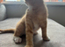 ginger female kitten