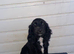 cockerspaniel puppies