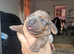 Miniature dachshunds