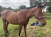 16.1 tb gelding - mocha