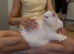 Stunning Lapcat / Therapy Cat | Pure White Blue Eyes Gorgeous Affectionate Persian Exotic Longhair Male