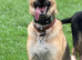 3 year old GSD