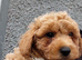 Poochoon pups