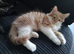 Ginger and White Fluffy Tabby boy 10 weeks old