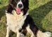 Beautiful Border Collie Pup