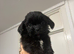 Shih Tzu cross puppies