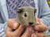 3 female and 1 male guinea pigs, ip3