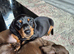 Miniature dachshunds ready now