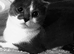 Four Little x Scottish folds