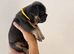Pati's Prestige Pups- KC registered French Bulldog puppies