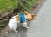 long haired chihuahua female