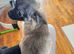 ADOPTED - Long haired sable puppy
