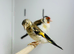Siberian goldfinch