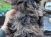 Beautiful small poodle puppies available, so pretty!