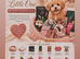Asian/Korean Doll Face Maltipoo Puppies