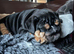 1st class kc registered English bulldog puppies