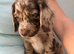 Reduced Chocolate Merle cocker spaniel