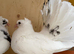 Indian Fantails