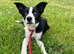 5 month old Collie pup