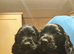 Working cocker spaniels