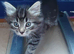Beautiful kittens
