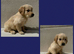 Ready to leave - 5 Kc Registered golden retriever boy pups!