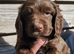Female chocolate cocker spaniel