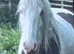 14 hh 4 year old cob gelding skewbald