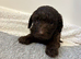 F1 cockapoo puppys